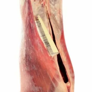Mouton ( brebis)