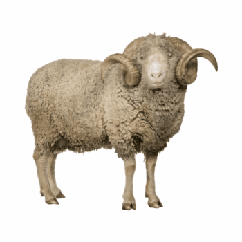 Agneau AKika(baptême)